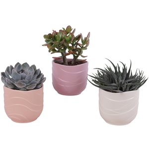 Succulenten mix Ø12cm in Ø14cm Ceramic SE660