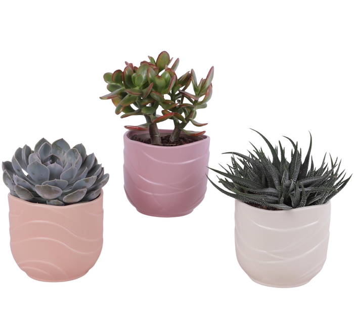 <h4>Succulenten mix Ø12cm in Ø14cm Ceramic SE660</h4>