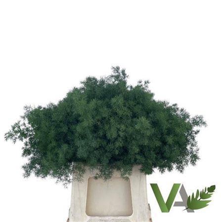 <h4>Asp Umbellatus</h4>