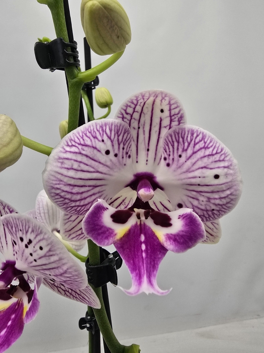 <h4>Limited 26 week 19</h4>