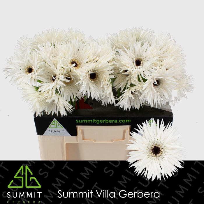 <h4>Gerbera Spider Garden Ghost Water</h4>
