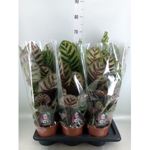 Calathea makoyana