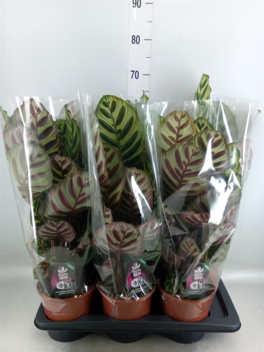 <h4>Calathea makoyana</h4>