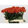 Dahlia Orange Fox