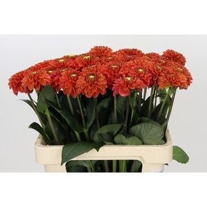 Dahlia Orange Fox
