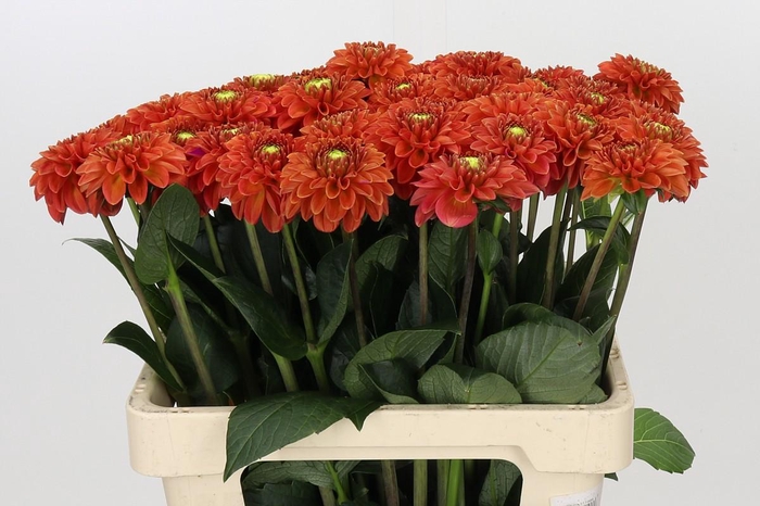 <h4>Dahlia Orange Fox</h4>