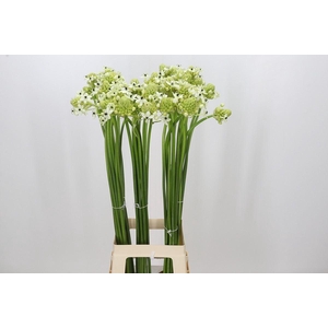 ORNITHOGALUM SAUNDERSIAE