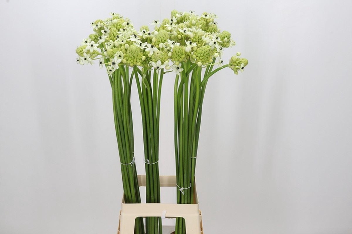 <h4>ORNITHOGALUM SAUNDERSIAE</h4>