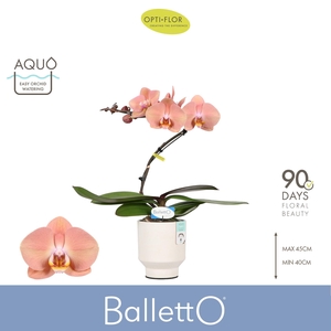 Balletto Sway 1 spike in Emilia White Aquo