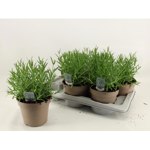 LAVAN AN ESSENCE PUR