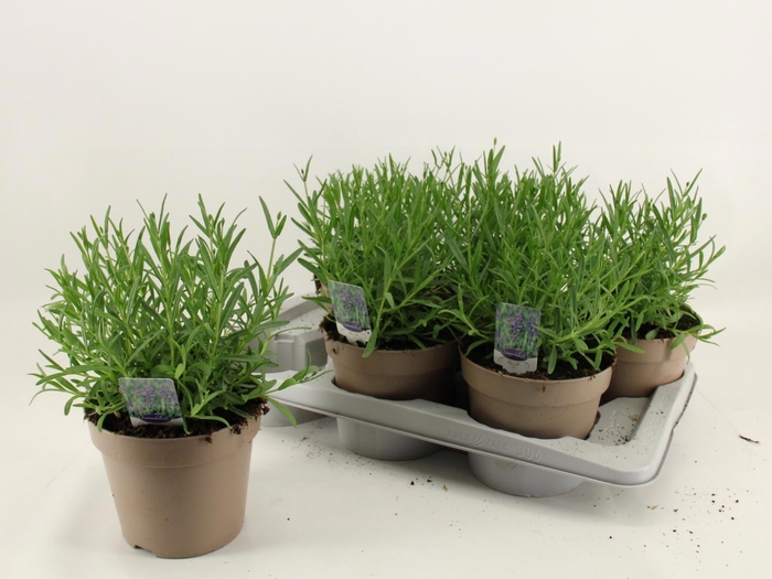 <h4>LAVAN AN ESSENCE PUR</h4>