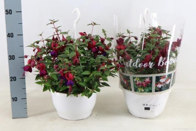 <h4>FUCHSIA OV</h4>