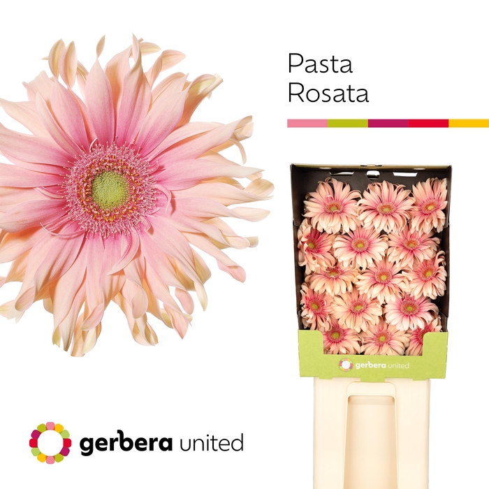 <h4>Gerbera Pasta Rosata Diamond</h4>