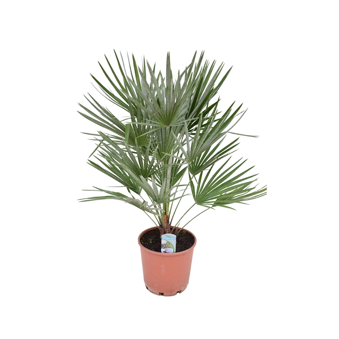 <h4>Chamaerops humilis P24</h4>