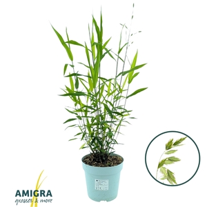 Chasmanthium Latifolium