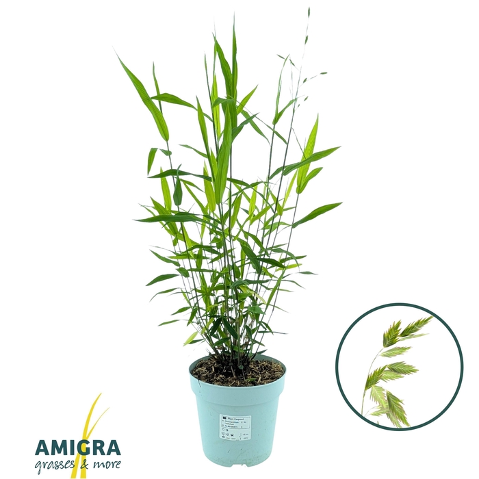 <h4>Chasmanthium Latifolium</h4>