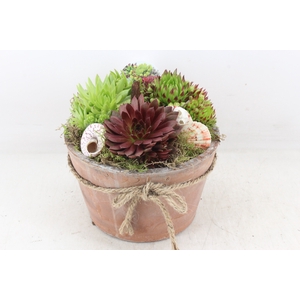 arr4 Semp VL - Terra cotta rond strik