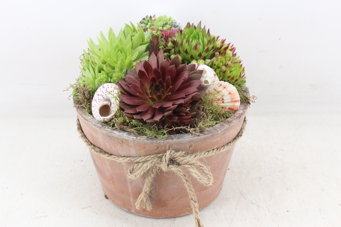 <h4>arr4 Semp VL - Terra cotta rond strik</h4>