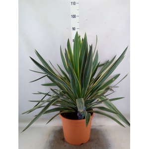 Yucca gloriosa 'Variegata'