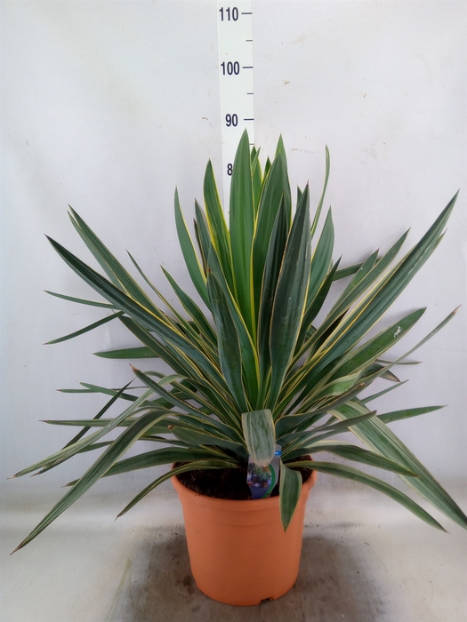 <h4>Yucca gloriosa 'Variegata'</h4>