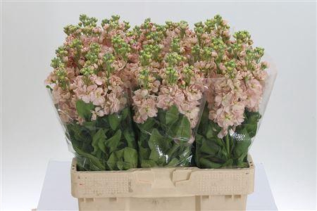 <h4>Matth Milla Salmon</h4>