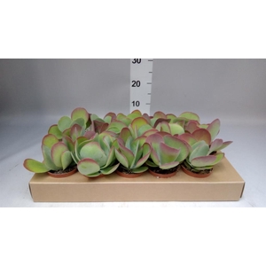 Kalanchoe NF thyrsiflora