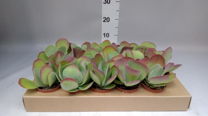 <h4>Kalanchoe NF thyrsiflora</h4>