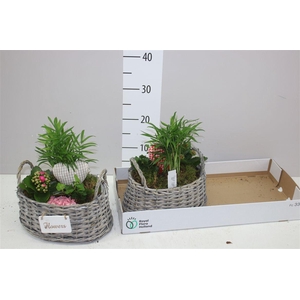 Arr Kamerplanten In Rieten Mand Met Oren