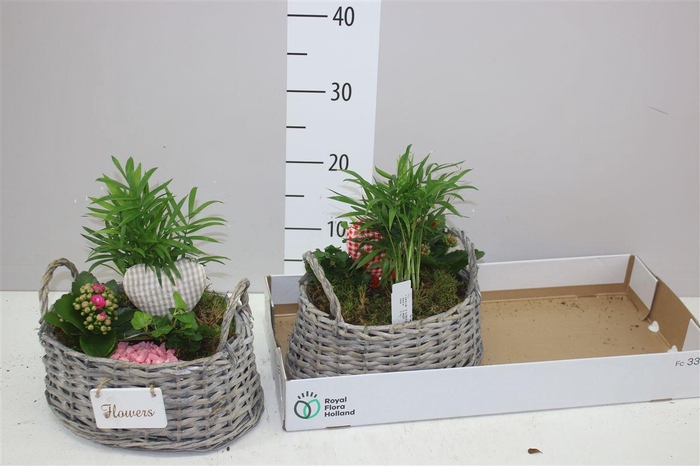 <h4>Arr Kamerplanten In Rieten Mand Met Oren</h4>