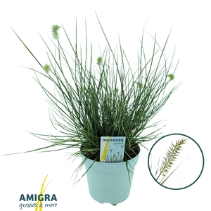 Pennisetum alop. 'Little Honey'