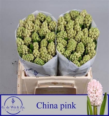 <h4>Hyac China Pink</h4>