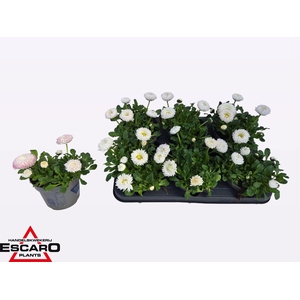 BELLIS PERENNIS