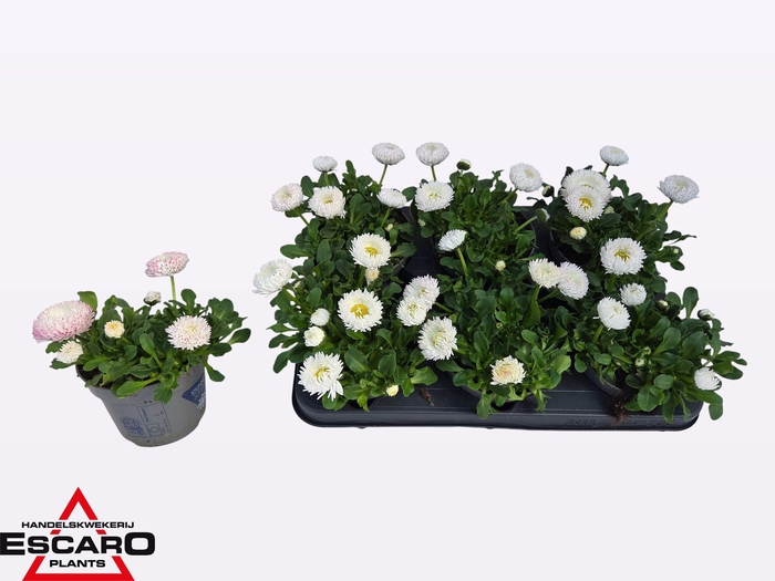 <h4>BELLIS PERENNIS</h4>