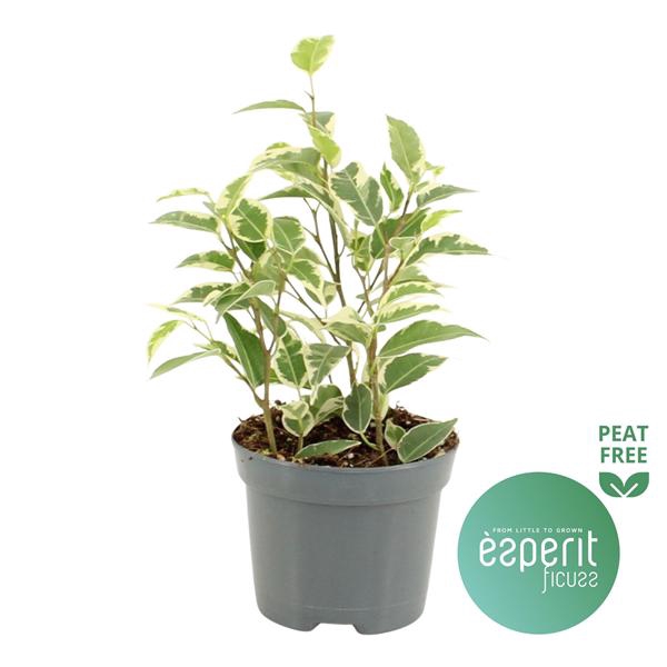 <h4>Ficus benjamina Petite Samantha®</h4>