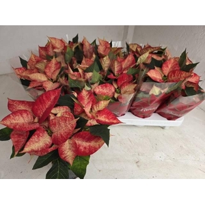 EUPHOR P ICE PRINCES