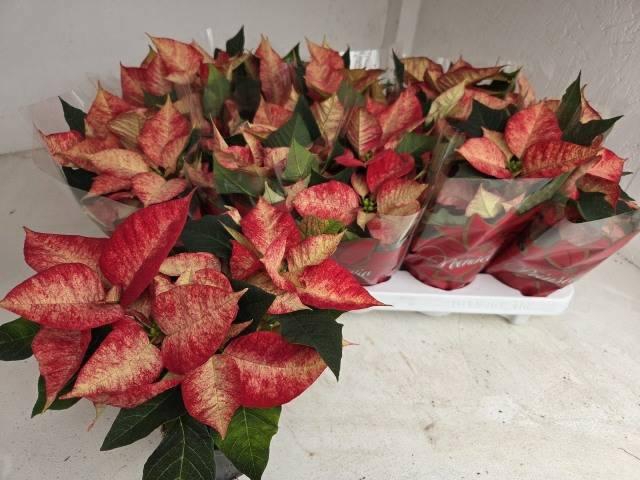 <h4>EUPHOR P ICE PRINCES</h4>