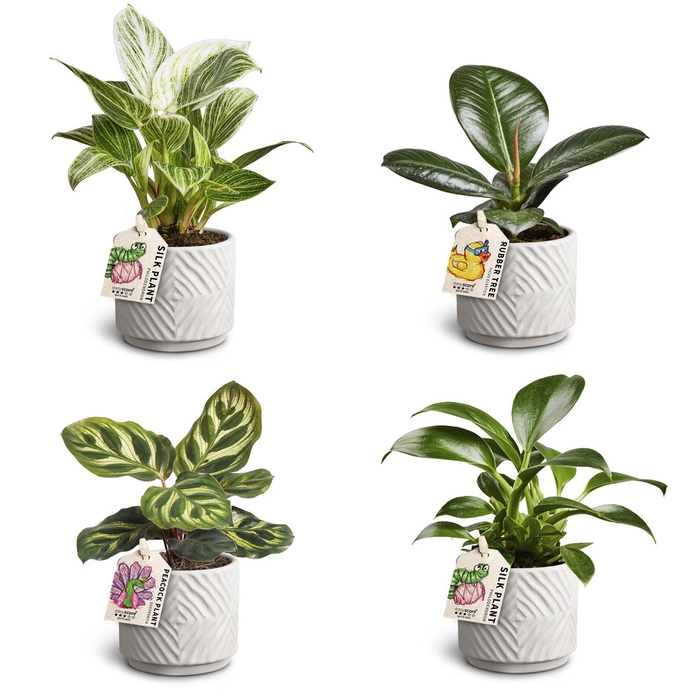 Dune Sand, Leaf Collection