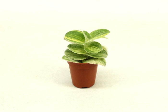 Trad Sillamontana Brown Hill