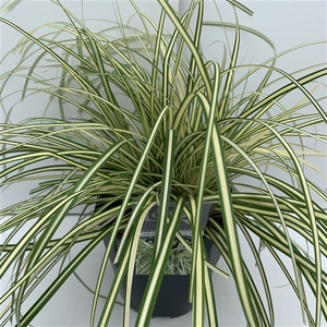 Carex 'Evergold'