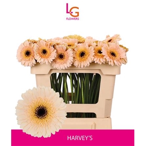 GE MI HARVEYS