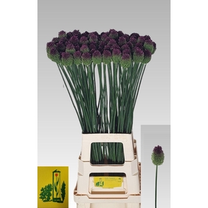 ALLIUM SPHAEROCEPHAL