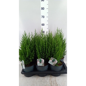 Juniperus chinensis 'Stricta'