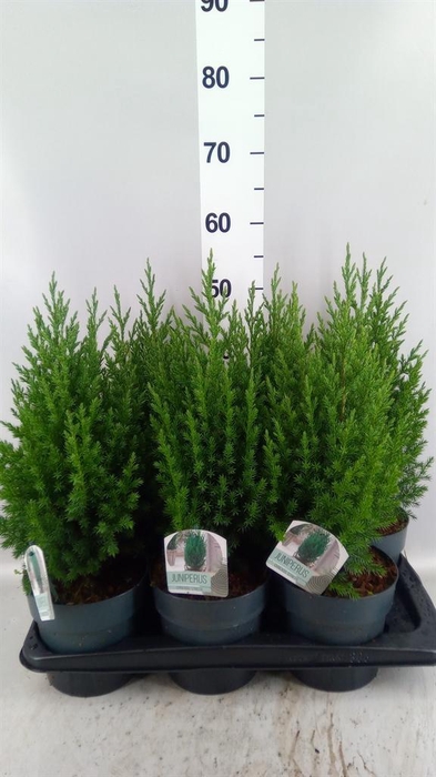 <h4>Juniperus chinensis 'Stricta'</h4>