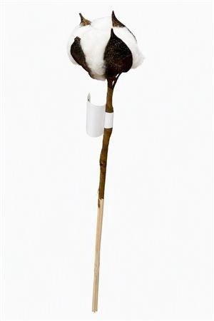 <h4>GOS HIRSUTUM WIT</h4>