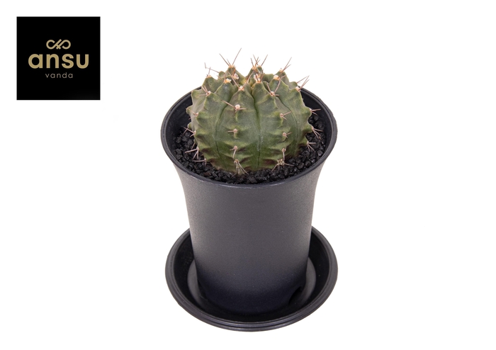 <h4>Gymno Cactus 'Wheel'</h4>