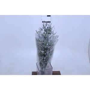 LIMONIUM KLARA SKY LIGHT 060 CM LILAS