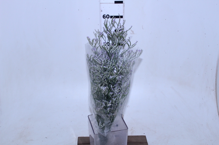LIMONIUM KLARA SKY LIGHT 060 CM LILAS