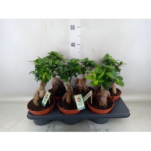 Ficus microcarpa 'Ginseng'