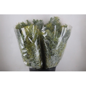 Mimosa Luna D'argento P Bunch