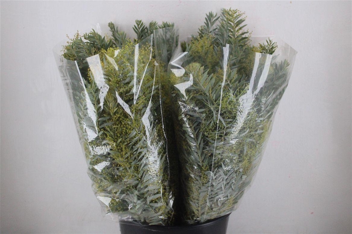 <h4>Mimosa Luna D'argento P Bunch</h4>